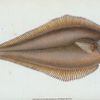 Holibut, Pleuronectes Hippoglossus