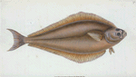 Holibut, Pleuronectes Hippoglossus