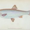 Dace, Cyprinus Leuciscus