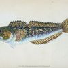 Blenny, smooth, Blennius Pholis