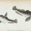 River Bull-head, Cottus Gobio