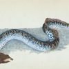Great, or Sea Lamprey, Petromyzon Marinus