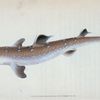 Spine-backed Shark, Squalus Acanthias