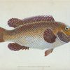 Old Wife Wrasse, Labrus Tinca