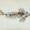 Sordit Dragonet, Callionymus Dracunculus