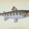 Trout, Salmo Fario