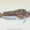 Gattorugine Blenny, Blennius Gattorugine