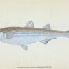 European Atherine, Atherina Hepsetus