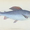 Grayling, Salmo  Thymallus