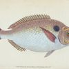 Lunulated Gilt-head, Sparus Aurata