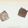 Cyclops Flounder, Pleuronectes Cyclops