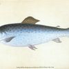 Sewen, Ssalmo Cambricus