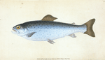 Sewen, Ssalmo Cambricus