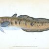 Burbot, Gadus lota