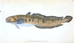 Burbot, Gadus lota
