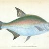 Bream, Cyprinus Brama