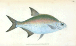 Bream, Cyprinus Brama