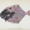 Flounder, Pleuronectes Flessus