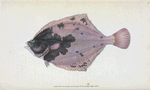 Flounder, Pleuronectes Flessus