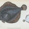 Brill, Pleuronectes Rhombus