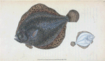 Brill, Pleuronectes Rhombus