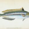 Indented-striped Wrasse, Labrus Julis