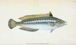 Indented-striped Wrasse, Labrus Julis