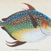 Opah, or King-fish, Zeus Luna