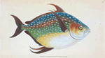 Opah, or King-fish, Zeus Luna