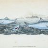 Clupea alosa, young, White Bait