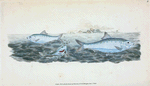 Clupea alosa, young, White Bait