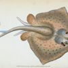 Sting Ray, Raja Pastinaca