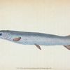 Great, or Bony Gar-fish, Esox Osseus