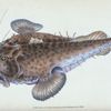 Fishing Frog, or Common Angler, Lophius Piscatorius