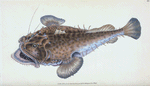 Fishing Frog, or Common Angler, Lophius Piscatorius