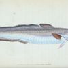 Ling, Gadus Molva