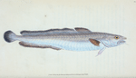 Ling, Gadus Molva
