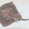 Mirror Ray, Raja Miraletus