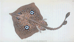Mirror Ray, Raja Miraletus