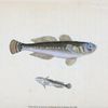 Black Goby, Gobius Niger