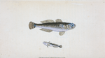 Black Goby, Gobius Niger