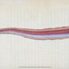 Rubescent Band-fish, Cepola Rubescens