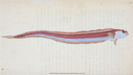 Rubescent Band-fish, Cepola Rubescens