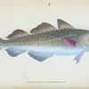 Common Cod-fish, Gadus Morhua