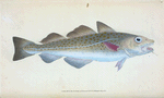 Common Cod-fish, Gadus Morhua