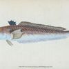 Greater Weever, or Sting-bull, Trachius Major