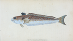Greater Weever, or Sting-bull, Trachius Major
