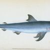 Porbeagle Shark, Squalus Cornubicus