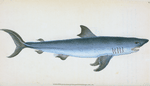 Porbeagle Shark, Squalus Cornubicus