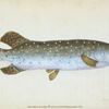 Common Pike, Esox Lucius